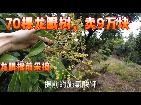 龍眼催花方法|龍眼促花方法與技術要領